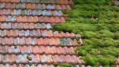 Hoe je eenvoudig en zonder risico mos van je dak verwijdert: een eenvoudige en veilige manier