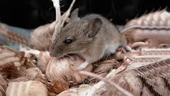 Muizen zullen vluchten: het beste huismiddeltje dat u gemakkelijk van een leger knaagdieren verlost