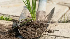 Onkruid op paden verdwijnt binnen een dag: dit moet je erop strooien