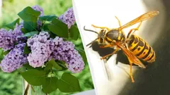 Deze planten trekken gevaarlijke hoornaars aan: welke kunt u beter niet vlak bij huis planten?