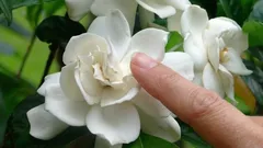 De beste kamerplant voor in huis: zijn heerlijke geur vult alle kamers