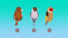 Psychologische test: kies een vogel en ontdek wat anderen van je vinden