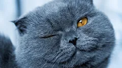 Katten tonen liefde door langzaam te knipperen: waarin verschilt hun liefde van die van honden?