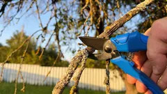 De snoeischaar kan wachten: 6 planten die je in maart nooit mag snoeien