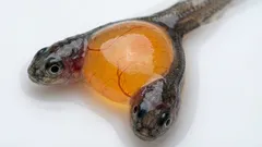 Twee hoofden en één lichaam: wetenschappers hebben per toeval zeldzame Siamese tweelingen gevonden